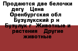 Продаются две белочки-дегу › Цена ­ 1 000 - Оренбургская обл., Бузулукский р-н, Бузулук г. Животные и растения » Другие животные   . Оренбургская обл.